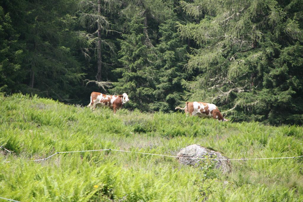 Ferienwohnung Bauernhof Obererlach Bramberg am Wildkogel Bagian luar foto